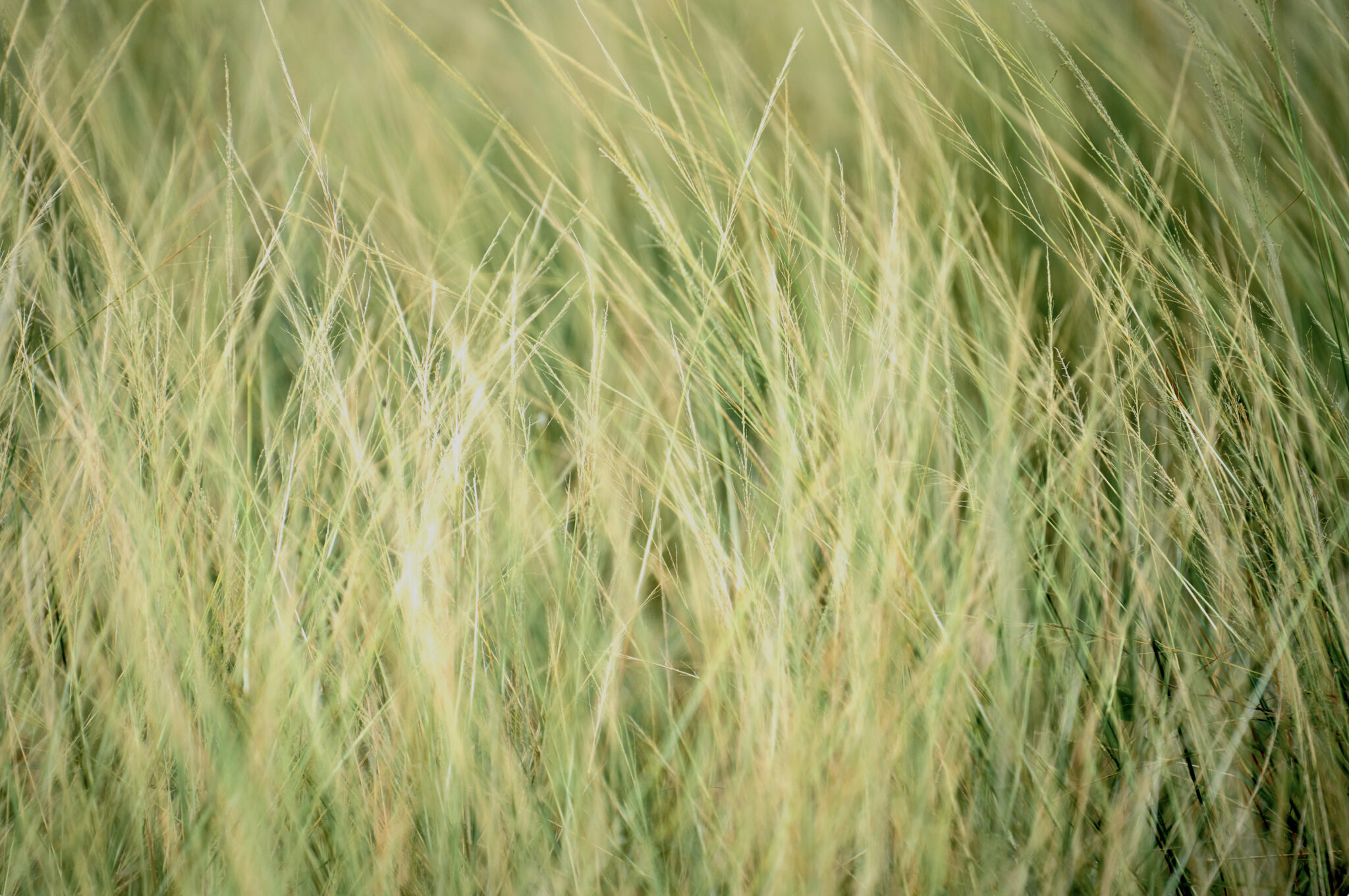 St Albans Chilterns Beechwoods Special Area of Conservation Mitigation